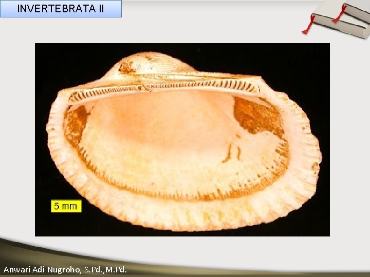 INVERTEBRATA II ____ Click__to____ edit Master _____ text styles ______ _____ _____ 05/11/2020 Anwari