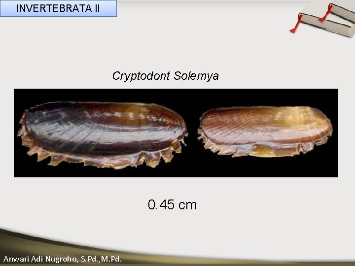 INVERTEBRATA II Cryptodont Solemya____ Click__to____ edit Master _____ text styles ______ _____ _____ Second