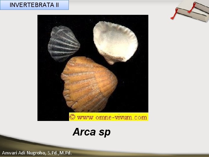 INVERTEBRATA II ____ Click__to____ edit Master _____ text styles ______ _____ _____ Second level