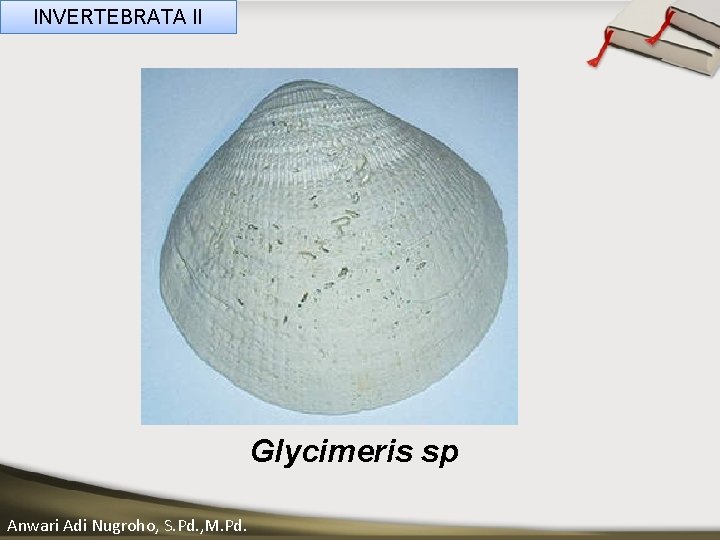 INVERTEBRATA II ____ Click__to____ edit Master _____ text styles ______ _____ _____ Second level