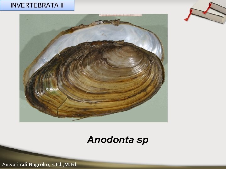 INVERTEBRATA II ____ Click__to____ edit Master _____ text styles ______ _____ _____ Second level