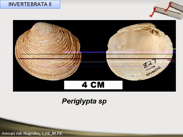 INVERTEBRATA II ____ Click__to____ edit Master _____ text styles ______ _____ _____ Second level