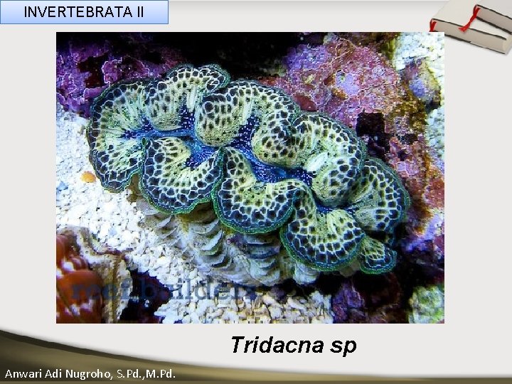 INVERTEBRATA II ____ Click__to____ edit Master _____ text styles ______ _____ _____ Second level