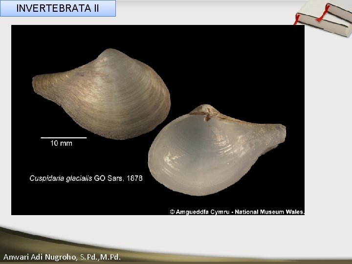 INVERTEBRATA II ____ Click__to____ edit Master _____ text styles ______ _____ _____ 05/11/2020 Anwari