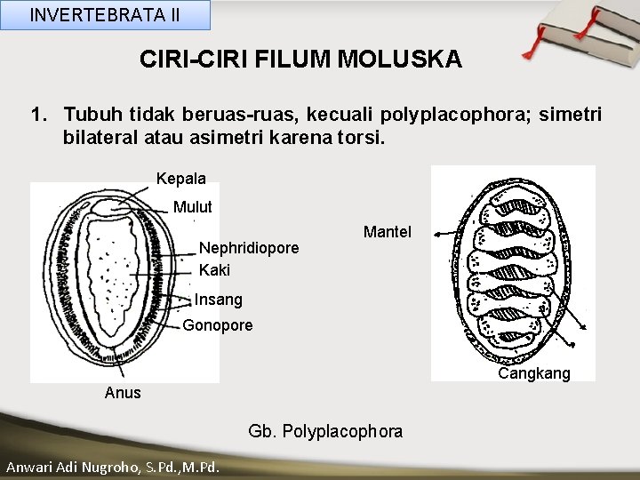 INVERTEBRATA II CIRI-CIRI FILUM MOLUSKA 1. Tubuh tidak beruas-ruas, kecuali polyplacophora; simetri bilateral atau
