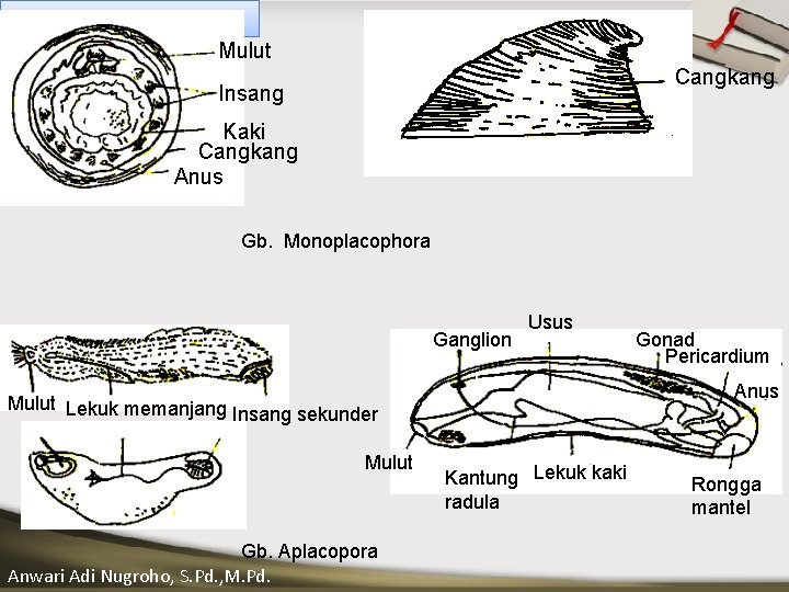 INVERTEBRATA II Mulut Cangkang Insang Kaki Cangkang Anus ____ Click__to____ edit Master _____ text