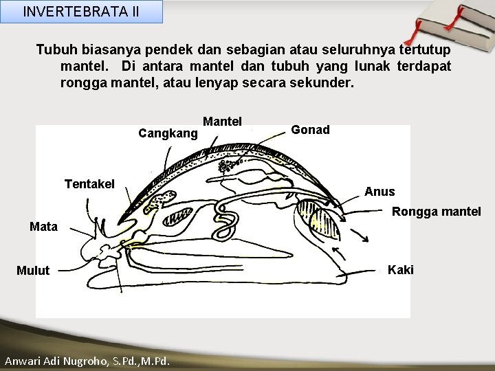 INVERTEBRATA II Tubuh biasanya pendek dan sebagian atau seluruhnya tertutup mantel. Di antara mantel