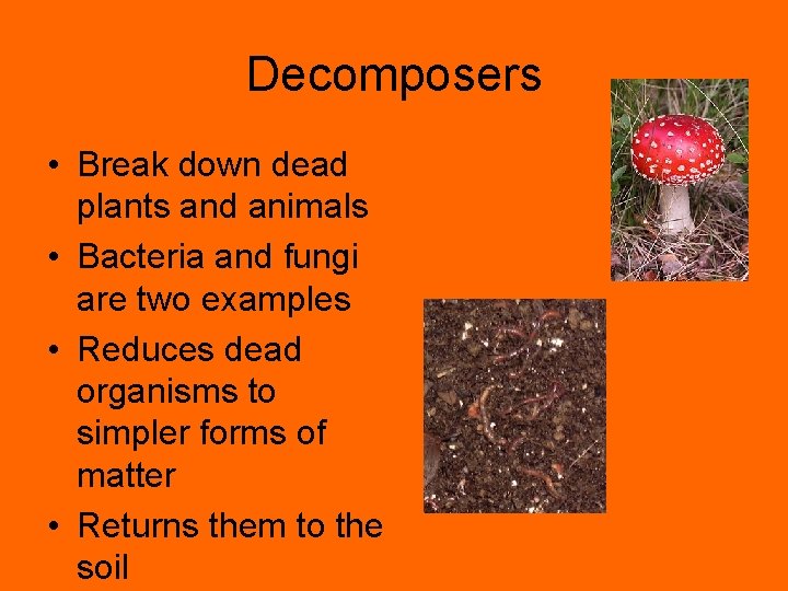 Decomposers • Break down dead plants and animals • Bacteria and fungi are two