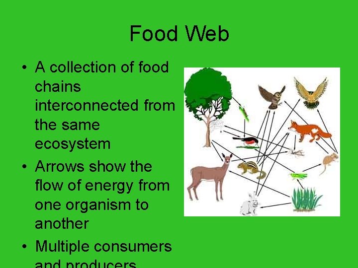 Food Web • A collection of food chains interconnected from the same ecosystem •