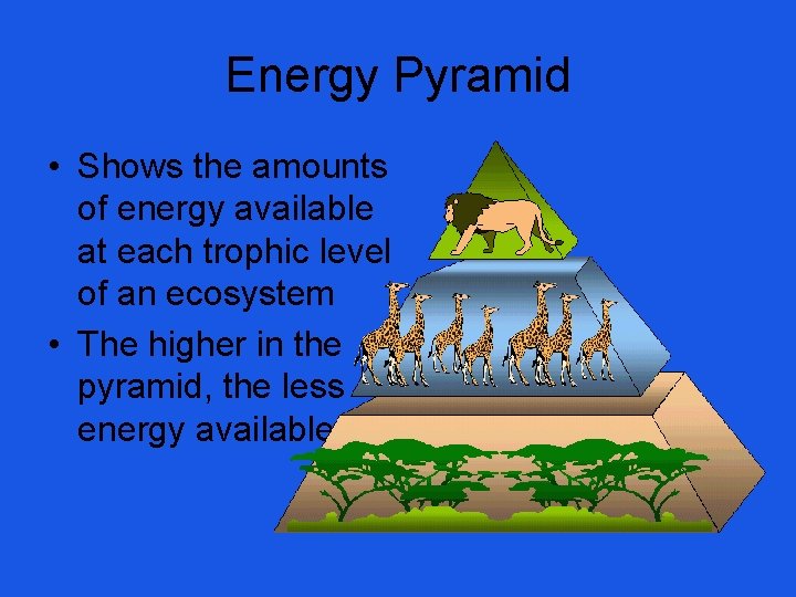 Energy Pyramid • Shows the amounts of energy available at each trophic level of