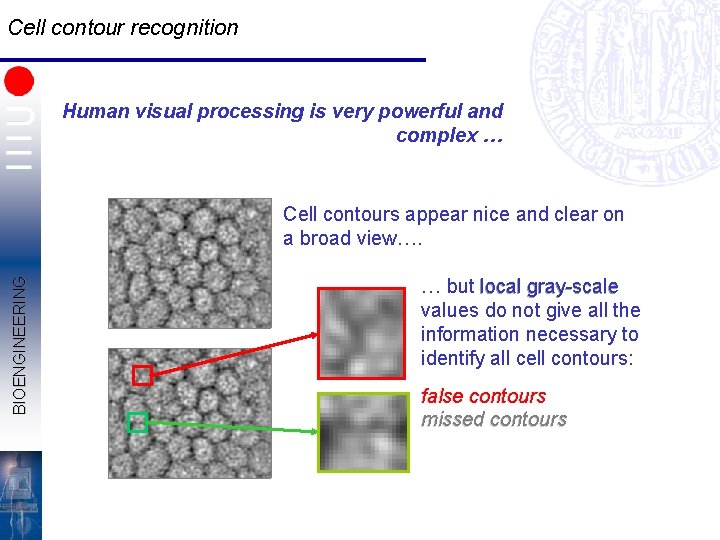 Cell contour recognition Human visual processing is very powerful and complex … BIOENGINEERING Cell