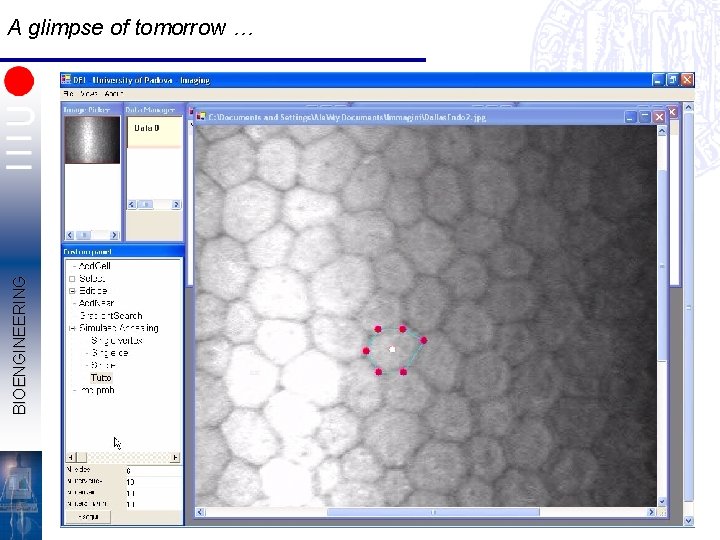 BIOENGINEERING A glimpse of tomorrow … 