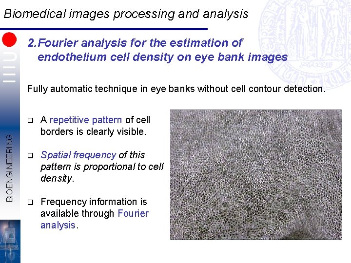 Biomedical images processing and analysis 2. Fourier analysis for the estimation of endothelium cell