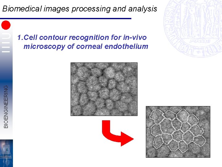 Biomedical images processing and analysis BIOENGINEERING 1. Cell contour recognition for in-vivo microscopy of