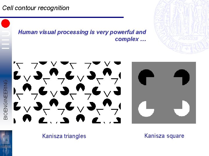 Cell contour recognition BIOENGINEERING Human visual processing is very powerful and complex … Kanisza