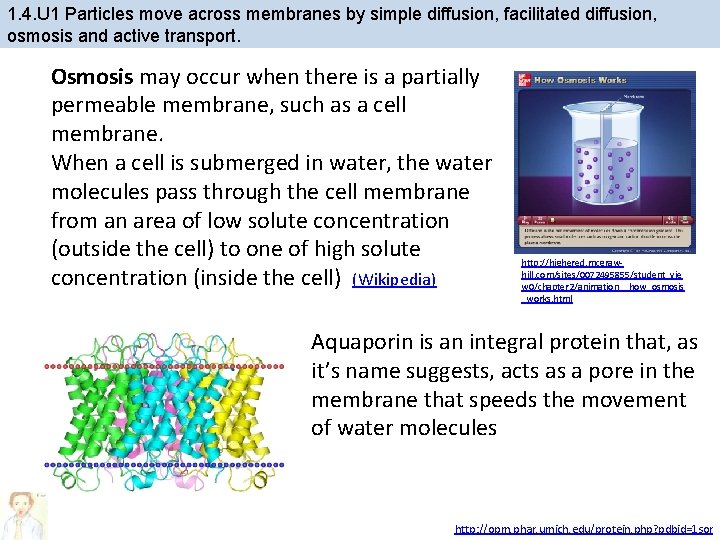 1. 4. U 1 Particles move across membranes by simple diffusion, facilitated diffusion, osmosis