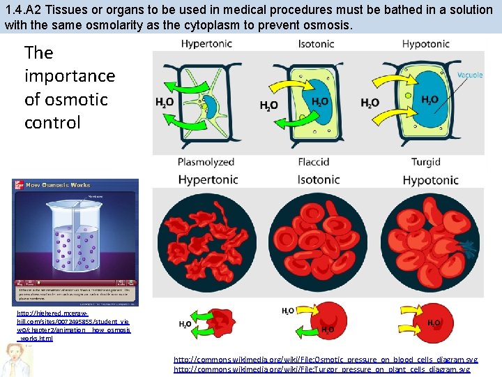 1. 4. A 2 Tissues or organs to be used in medical procedures must