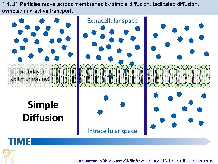 1. 4. U 1 Particles move across membranes by simple diffusion, facilitated diffusion, osmosis