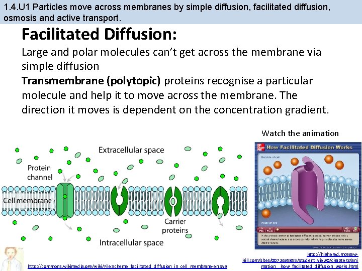 1. 4. U 1 Particles move across membranes by simple diffusion, facilitated diffusion, osmosis