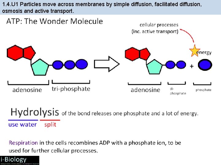 1. 4. U 1 Particles move across membranes by simple diffusion, facilitated diffusion, osmosis