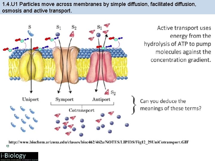 1. 4. U 1 Particles move across membranes by simple diffusion, facilitated diffusion, osmosis
