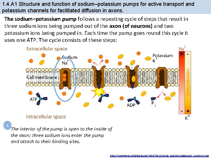 1. 4. A 1 Structure and function of sodium–potassium pumps for active transport and