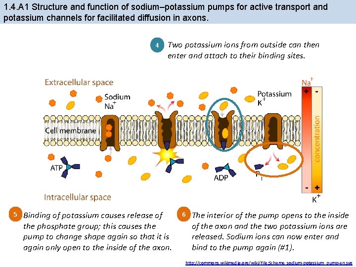 1. 4. A 1 Structure and function of sodium–potassium pumps for active transport and