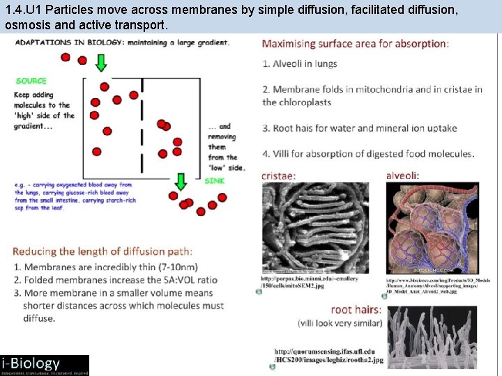 1. 4. U 1 Particles move across membranes by simple diffusion, facilitated diffusion, osmosis