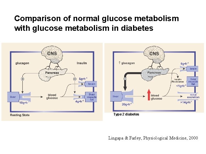 Comparison of normal glucose metabolism with glucose metabolism in diabetes Type 2 diabetes Lingapa