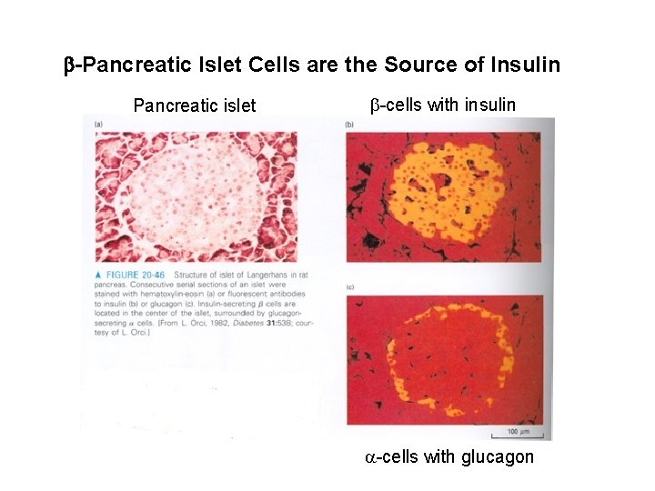 b-Pancreatic Islet Cells are the Source of Insulin Pancreatic islet b-cells with insulin a-cells