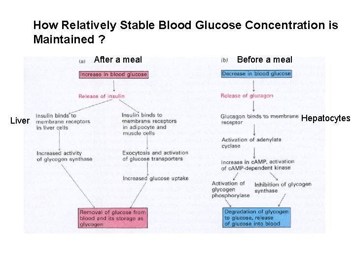 How Relatively Stable Blood Glucose Concentration is Maintained ? After a meal Liver Before