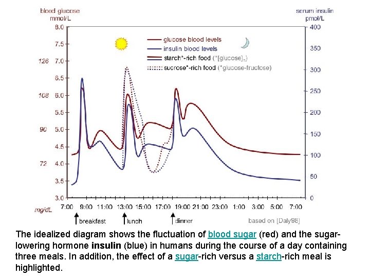 The idealized diagram shows the fluctuation of blood sugar (red) and the sugarlowering hormone