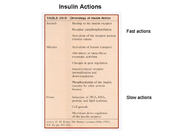 Insulin Actions Fast actions Slow actions 