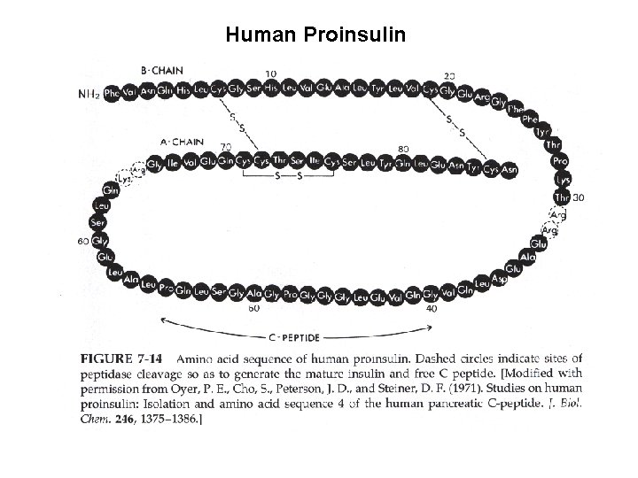 Human Proinsulin 