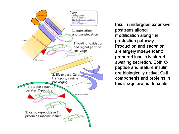 Insulin undergoes extensive posttranslational modification along the production pathway. Production and secretion are largely