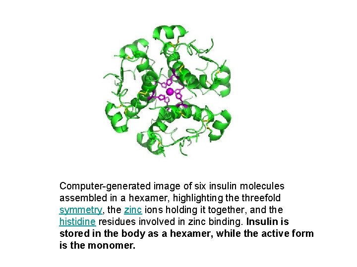 Computer-generated image of six insulin molecules assembled in a hexamer, highlighting the threefold symmetry,
