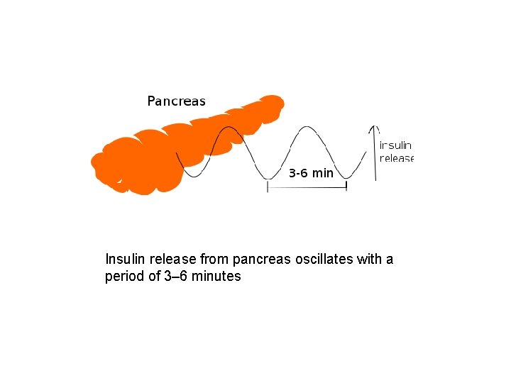 Insulin release from pancreas oscillates with a period of 3– 6 minutes 