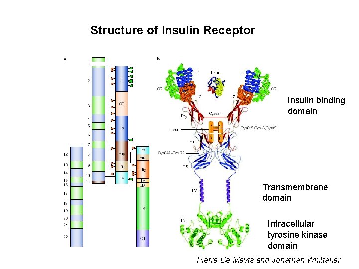 Structure of Insulin Receptor Insulin binding domain Transmembrane domain Intracellular tyrosine kinase domain Pierre