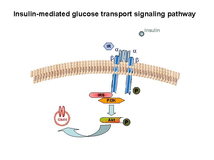 Insulin-mediated glucose transport signaling pathway Insulin IR a a b b P IRS PI