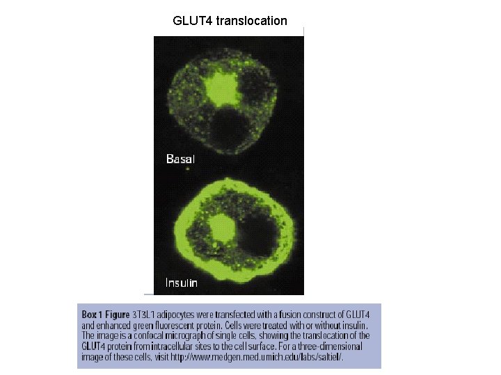 GLUT 4 translocation 