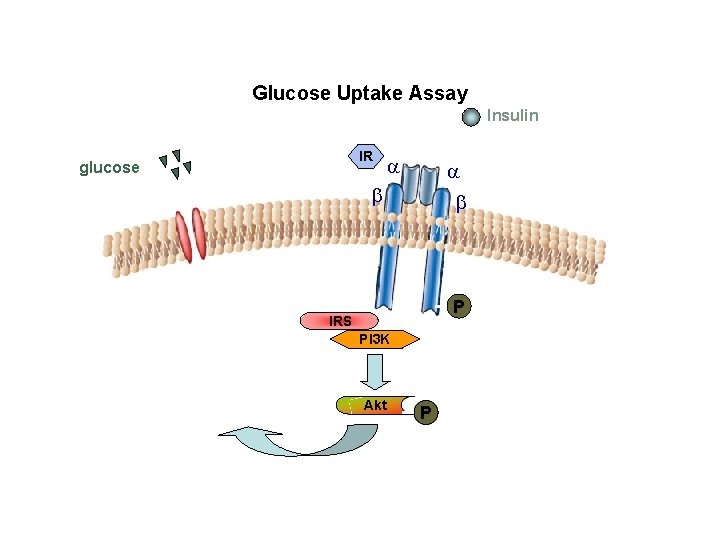 Insulin-mediated glucose transport signaling pathway Glucose Uptake Assay Insulin IR glucose a a b