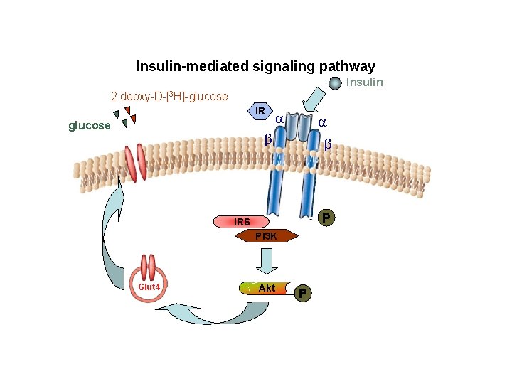 Glucose uptake assay Insulin-mediated signaling pathway Insulin 2 deoxy-D-[3 H]-glucose IR glucose a a
