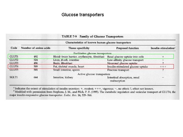 Glucose transporters 