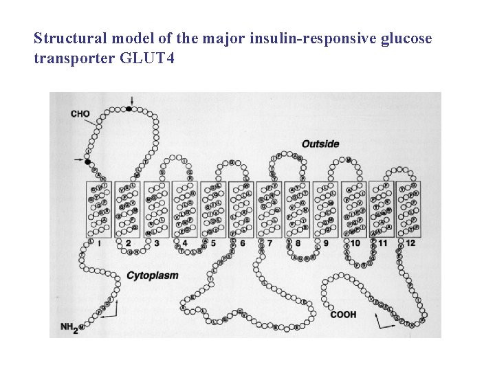 Structural model of the major insulin-responsive glucose transporter GLUT 4 