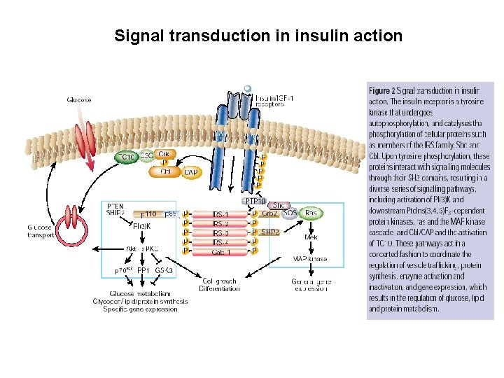 Signal transduction in insulin action 