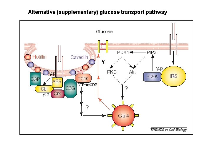 Alternative (supplementary) glucose transport pathway 