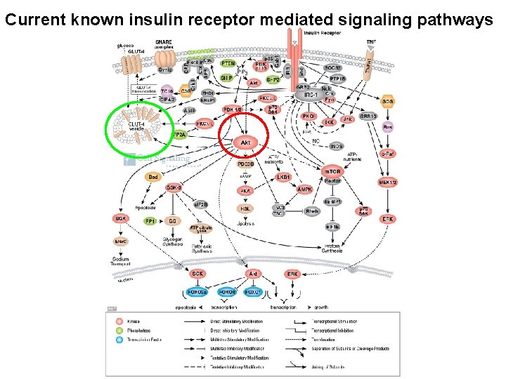 Current known insulin receptor mediated signaling pathways 