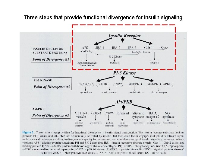 Three steps that provide functional divergence for insulin signaling 