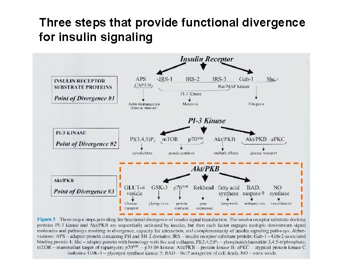 Three steps that provide functional divergence for insulin signaling 