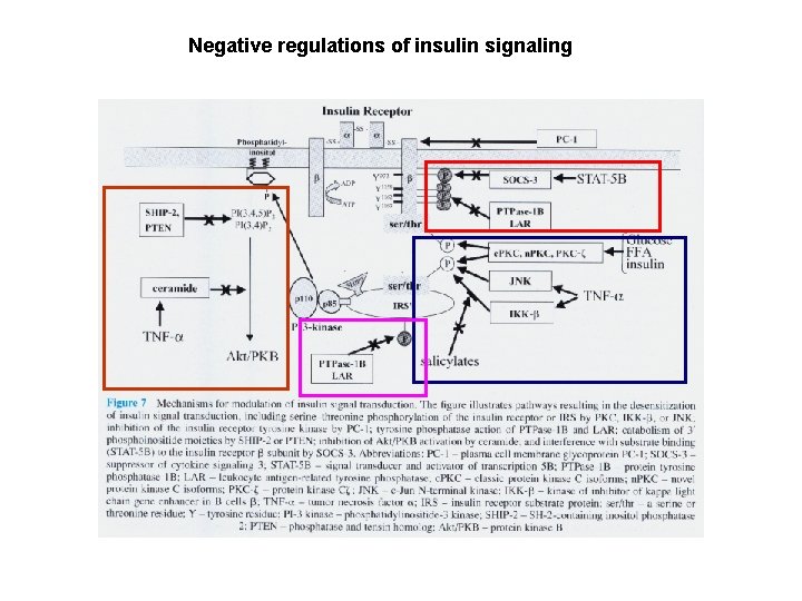 Negative regulations of insulin signaling 